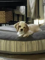 Sylvi, a female Cocker Spaniel for sale in Andover, MN – 3 of 3