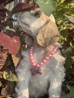 Iris, a female Cocker Spaniel for sale in Andover, MN – 3 of 4