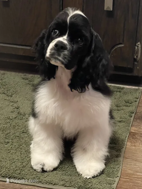 Harper – Cocker Spaniel puppy for sale in Andover, MN
