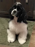 Harper, a female Cocker Spaniel for sale in Andover, MN – 1 of 3