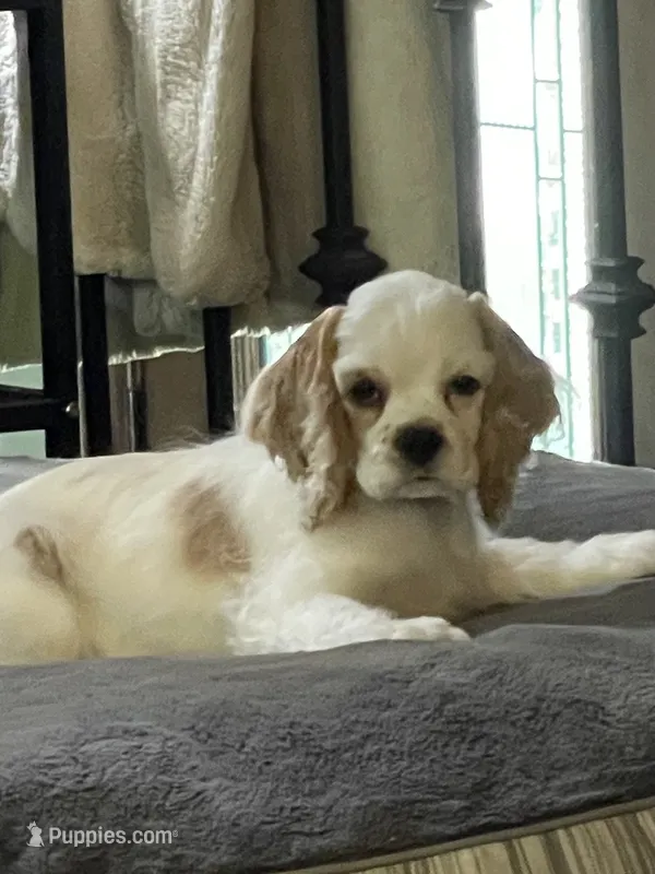Sylvi – Cocker Spaniel puppy for sale in Andover, MN