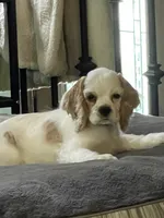 Sylvi, a female Cocker Spaniel for sale in Andover, MN – 1 of 3