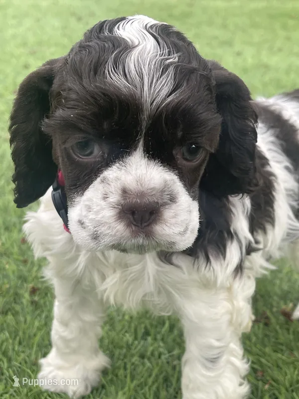 Bailey, a female Cocker Spaniel for sale in Andover, MN – Photo 1 of 6