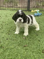 Bailey, a female Cocker Spaniel for sale in Andover, MN – Photo 5 of 6