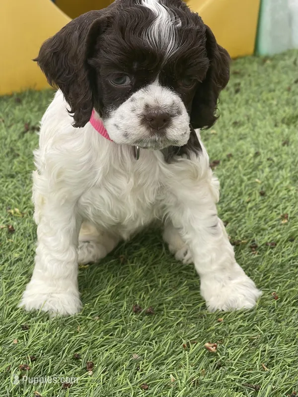 Bailey – Cocker Spaniel puppy for sale in Andover, MN