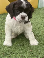Bailey, a female Cocker Spaniel for sale in Andover, MN – Photo 2 of 6