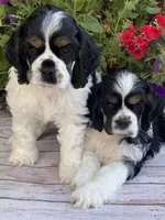 Chiffon, a female Cocker Spaniel for sale in Andover, MN – 2 of 4
