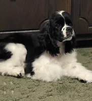 Harper, a female Cocker Spaniel for sale in Andover, MN – 3 of 3
