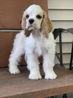 Sutton, a female Cocker Spaniel for sale in Andover, MN – 2 of 2