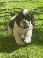 Fender, a male Cocker Spaniel for sale in Andover, MN – 3 of 5