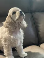 Sage, a female Cocker Spaniel for sale in Andover, MN – 3 of 5