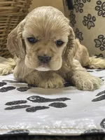 Sutton, a female Cocker Spaniel for sale in Andover, MN – Photo 3 of 5