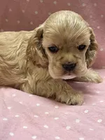 Sutton, a female Cocker Spaniel for sale in Andover, MN – Photo 2 of 5