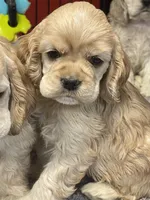 Sutton, a female Cocker Spaniel for sale in Andover, MN – Photo 1 of 5