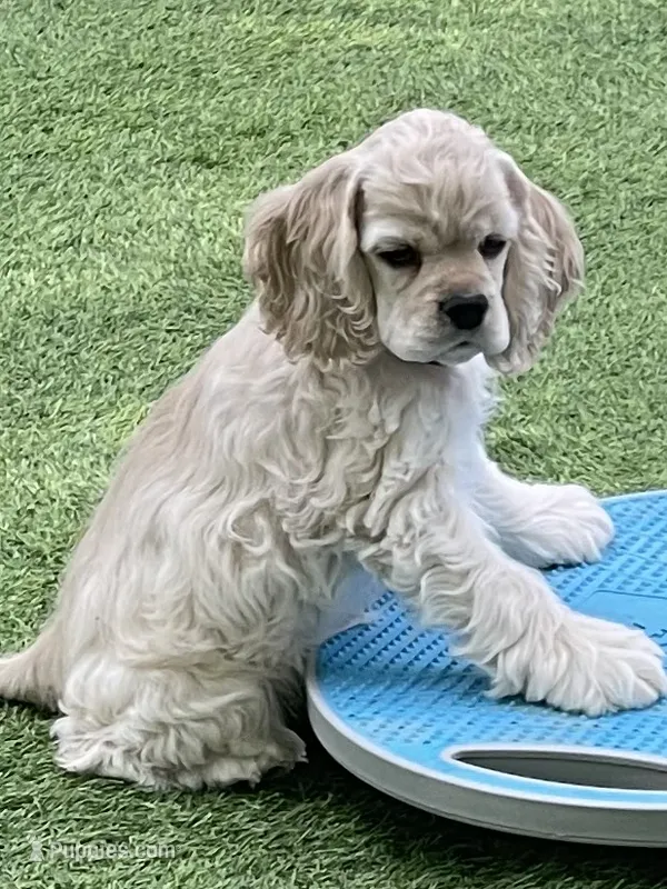 Sage – Cocker Spaniel puppy for sale in Andover, MN