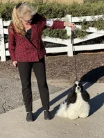 Bumper, a male Cocker Spaniel for sale in Andover, MN – 7 of 8
