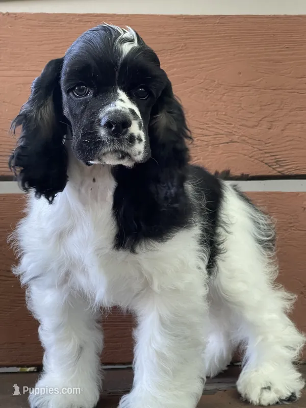 Wagner – Cocker Spaniel puppy for sale in Andover, MN