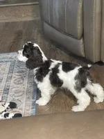 Bumper, a male Cocker Spaniel for sale in Andover, MN – 2 of 8