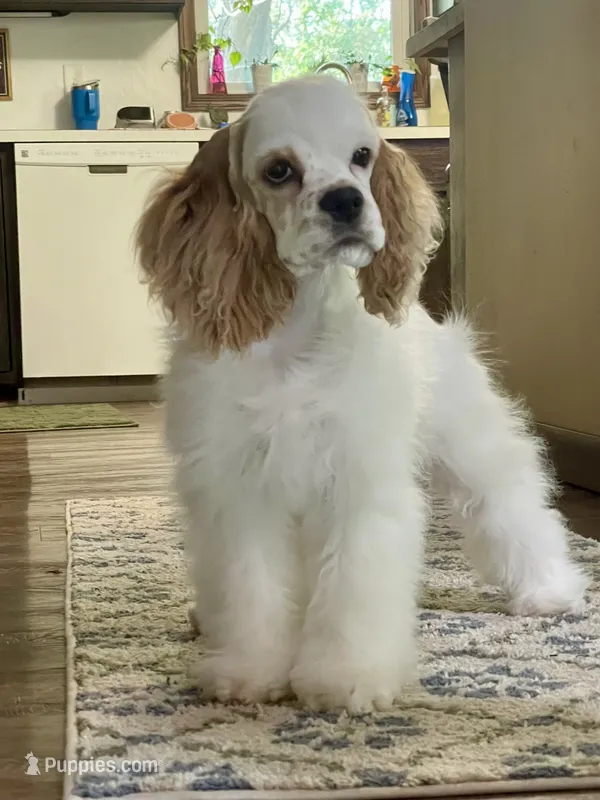 Sylvi – Cocker Spaniel puppy for sale in Andover, MN