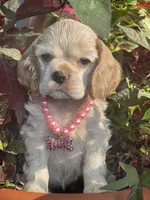 Iris, a female Cocker Spaniel for sale in Andover, MN – 1 of 4