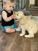 Basil, a male Cocker Spaniel for sale in Andover, MN – 2 of 3