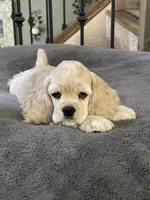Sage, a female Cocker Spaniel for sale in Andover, MN – 5 of 5