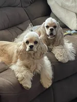Halo, a female Cocker Spaniel for sale in Andover, MN – 4 of 4
