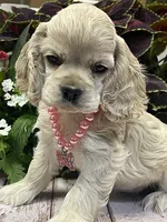 Darla, a female Cocker Spaniel for sale in Andover, MN – 2 of 2