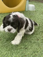 Bailey, a female Cocker Spaniel for sale in Andover, MN – 7 of 8