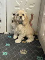 processed/cd9da101-63fe-4e37-aaf0-472be7c5188f/listing/d7f88977-f0ce-46c4-b2b2-de92e838bf9c/56a190cc-f03d-4c2a-913d-5c0473784e29