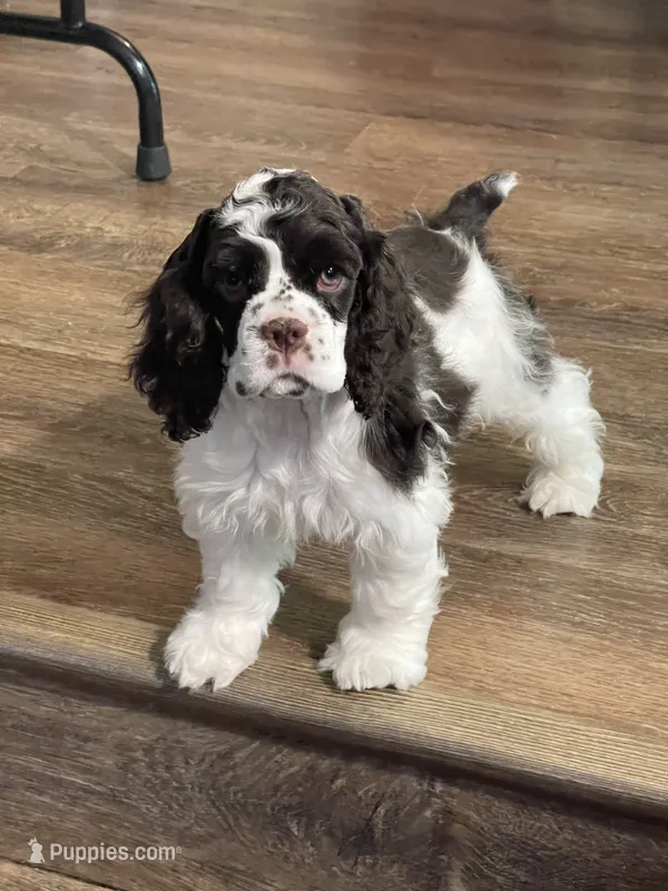 Bumper – Cocker Spaniel puppy for sale in Andover, MN