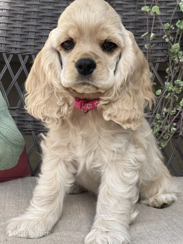Halo – Cocker Spaniel puppy for sale in Andover, MN
