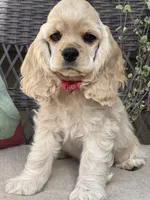 Halo, a female Cocker Spaniel for sale in Andover, MN – 1 of 4