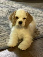 Sylvi, a female Cocker Spaniel for sale in Andover, MN – 2 of 3