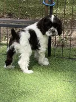 Fender, a male Cocker Spaniel for sale in Andover, MN – 2 of 5
