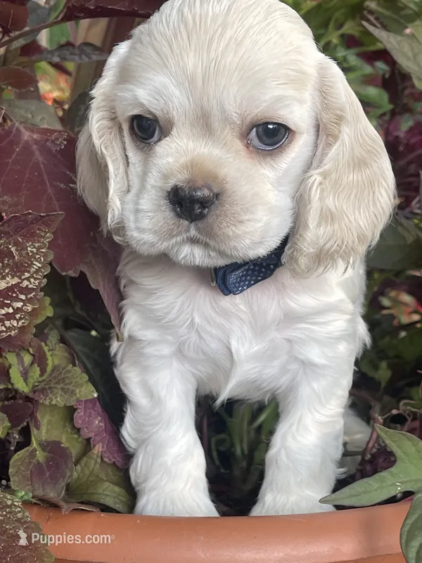 Fig – Cocker Spaniel puppy for sale in Andover, MN