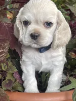 Fig, a male Cocker Spaniel for sale in Andover, MN – 1 of 1