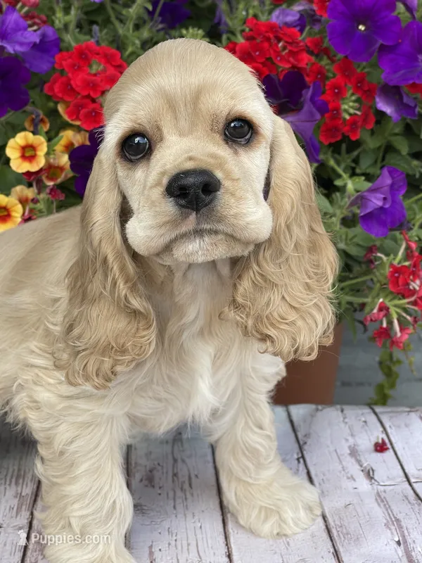 Dorothy – Cocker Spaniel puppy for sale in Andover, MN