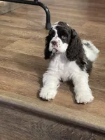 Bumper, a male Cocker Spaniel for sale in Andover, MN – 5 of 8