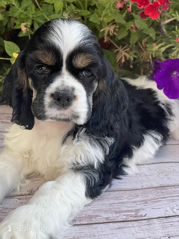 Lacy – Cocker Spaniel puppy for sale in Andover, MN