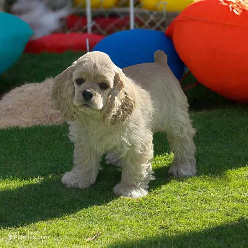 Luther – Cocker Spaniel puppy for sale in Andover, MN