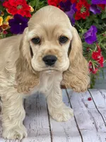Dorothy, a female Cocker Spaniel for sale in Andover, MN – 2 of 2