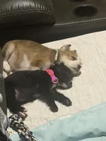 Princess , a female Border Collie and Chihuahua for sale in Waterbury, CT – Photo 2 of 4