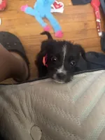 Princess , a female Border Collie and Chihuahua for sale in Waterbury, CT – Photo 3 of 4