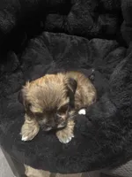Pixie, a female Morkie for sale in Ottawa, OH – 2 of 4