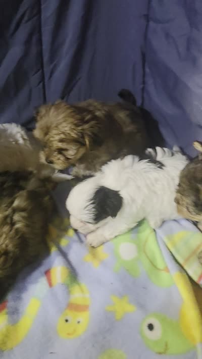 Pixie, a female Morkie for sale in Ottawa, OH – 3 of 4