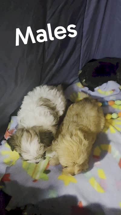 Pixie, a female Morkie for sale in Ottawa, OH – 4 of 4