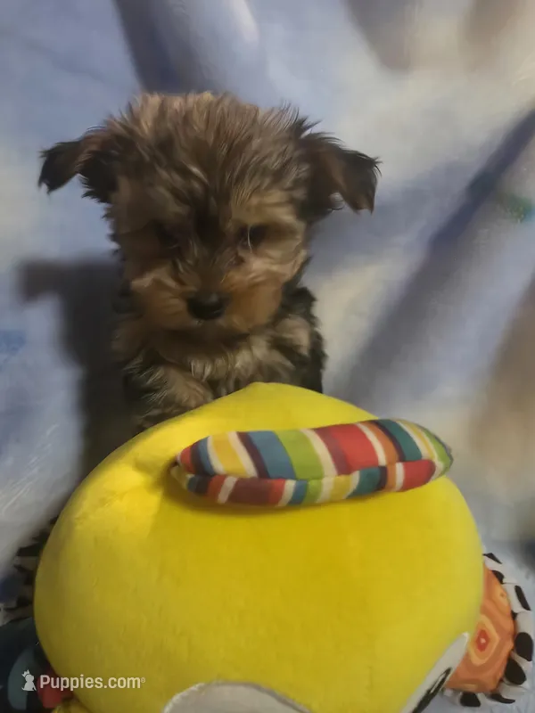 Dax – Morkie puppy for sale in Ottawa, OH