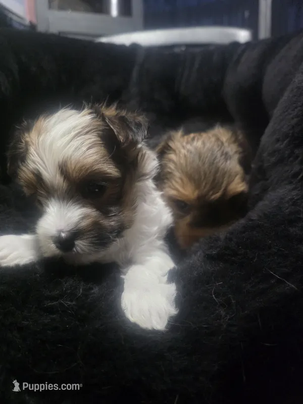 Meli  – Morkie puppy for sale in Ottawa, OH