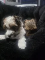 Meli , a female Morkie for sale in Ottawa, OH – 1 of 5